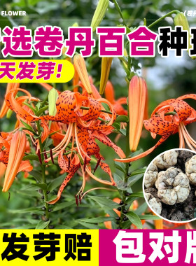 卷丹百合种球大球观花带芽苗东北