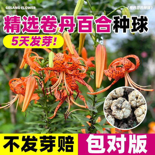 卷丹百合种球大球观花带芽苗东北