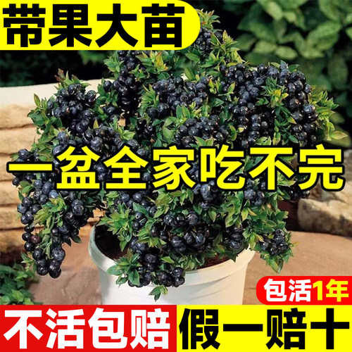 蓝莓树果苗带果特大号蓝莓树