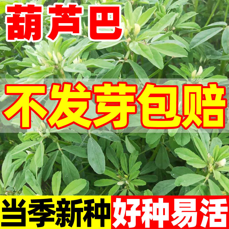 葫芦巴籽中药材葫芦巴种子香草种子盆栽可打粉仓鼠食用可做香囊