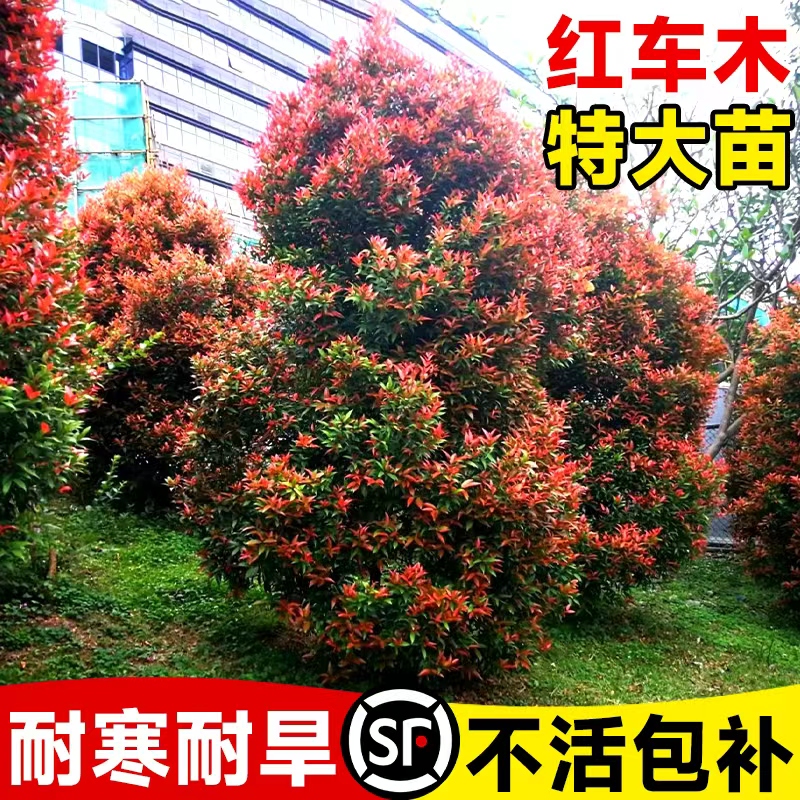 红车木树苗园林绿化盆栽红鳞蒲桃