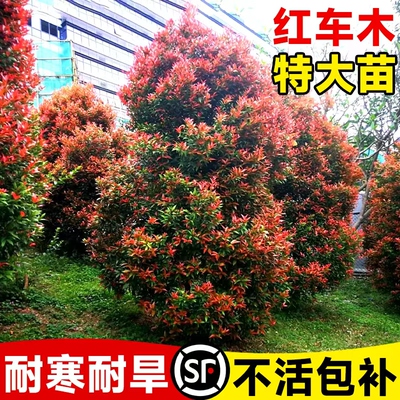 红车木树苗园林绿化盆栽红鳞蒲桃