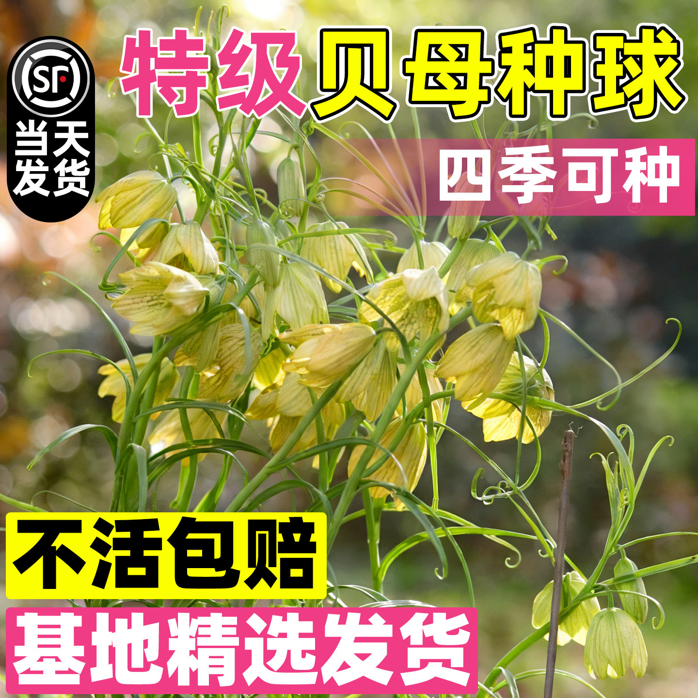 贝母种球室内观赏药用浙贝母四图片
