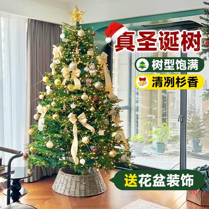 圣诞树真树客厅盆栽挪威云杉树苗