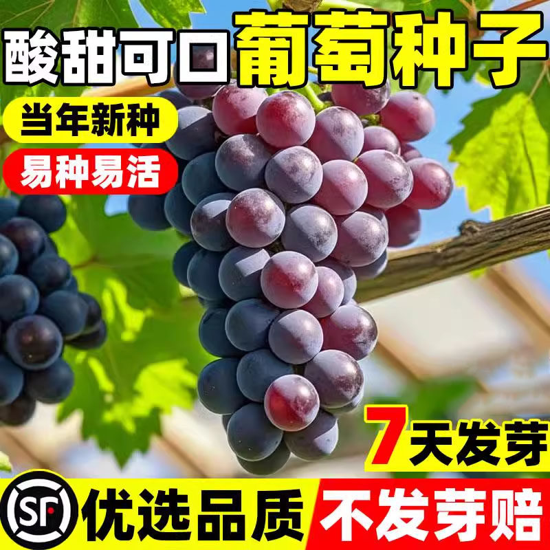 葡萄种子红提子种籽四季播种蔬菜种子水果室内阳台盆栽庭院子水果