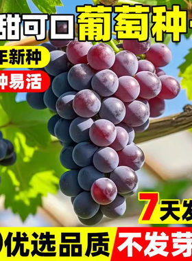 葡萄种子红提籽蔬菜水果室