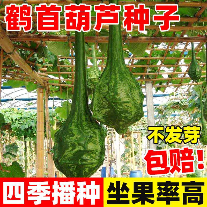 鹤首葫芦种子文玩葫芦籽天鹅