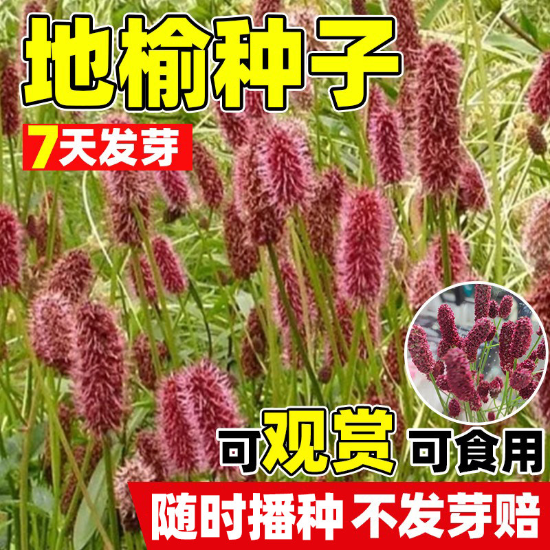 地榆种子籽东北植物中草药野菜四季种简单易活庭院盆栽多年生花卉