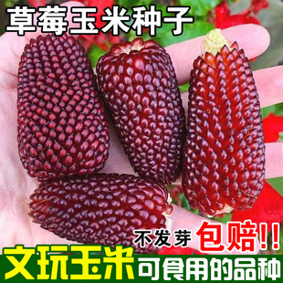 草莓玉米种籽文玩玉米种子四季种植菠萝水果新鲜老品种甜玉米棒子