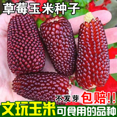 草莓玉米种子籽菠萝水果新