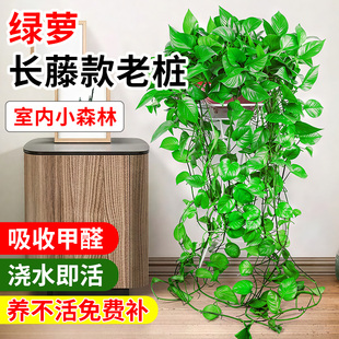 绿萝长藤款 老桩大盆吊兰水培盆栽室内除空气净化绿箩垂吊植物乔迁