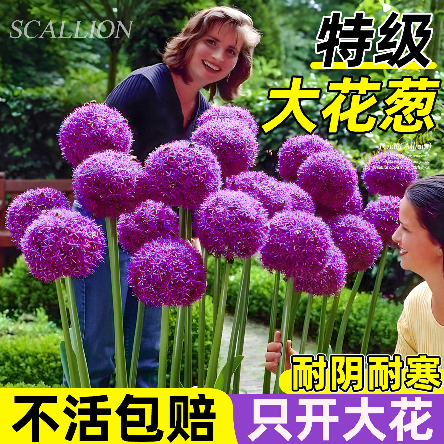 大花葱种球进口多年生荷兰大使好养易活阳台地栽耐寒多季庭院花卉