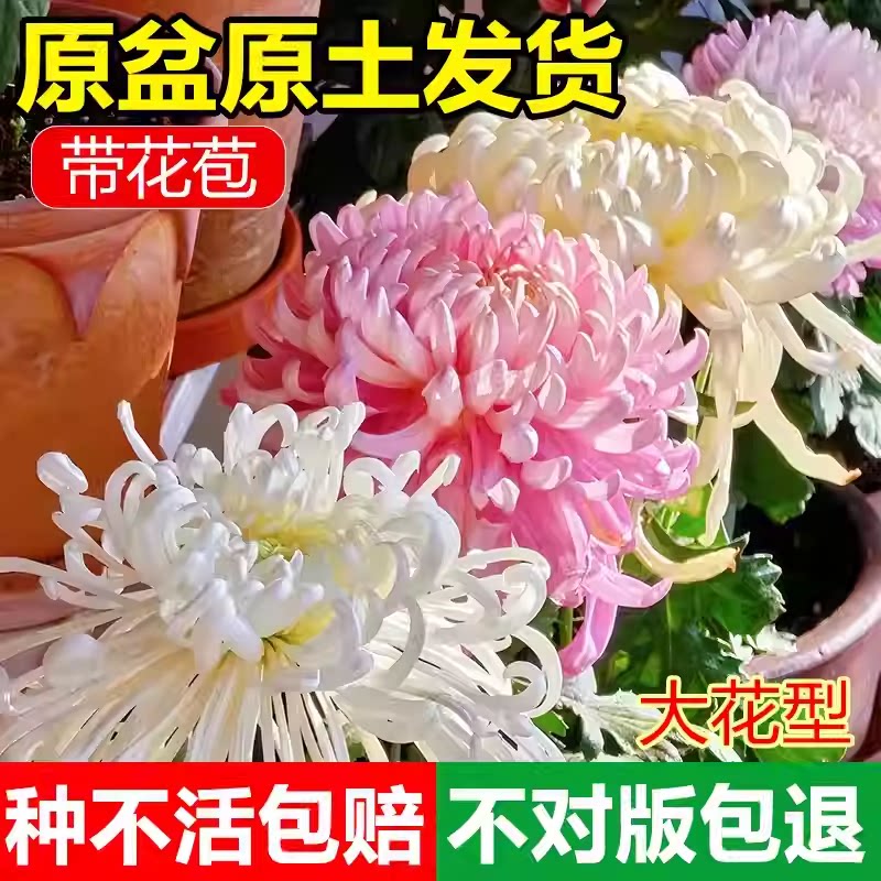菊花盆栽带花苞四季可食用特大图片