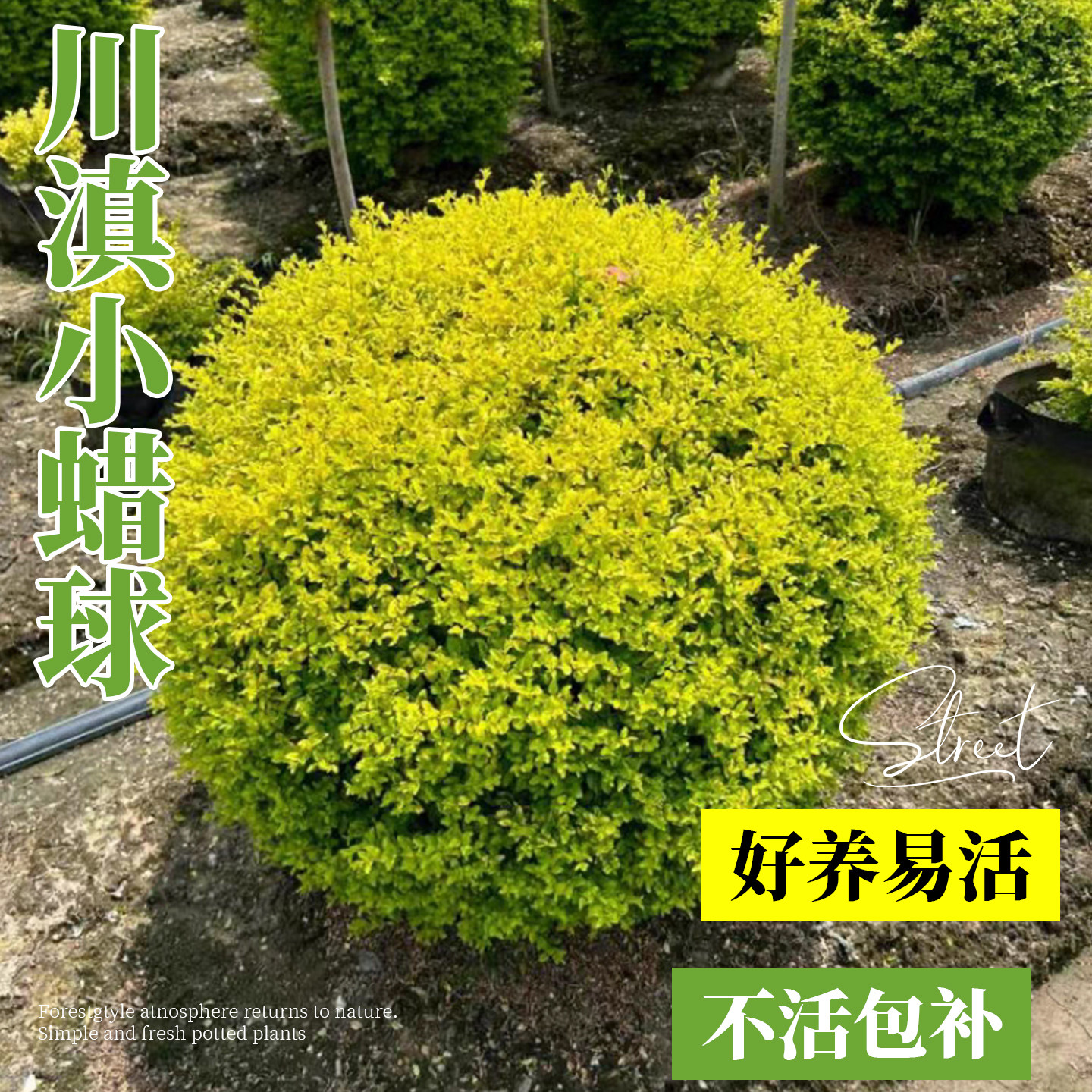 川滇小蜡球四季常青别墅庭院棒棒糖树苗球形塔形绿化花镜植物造型