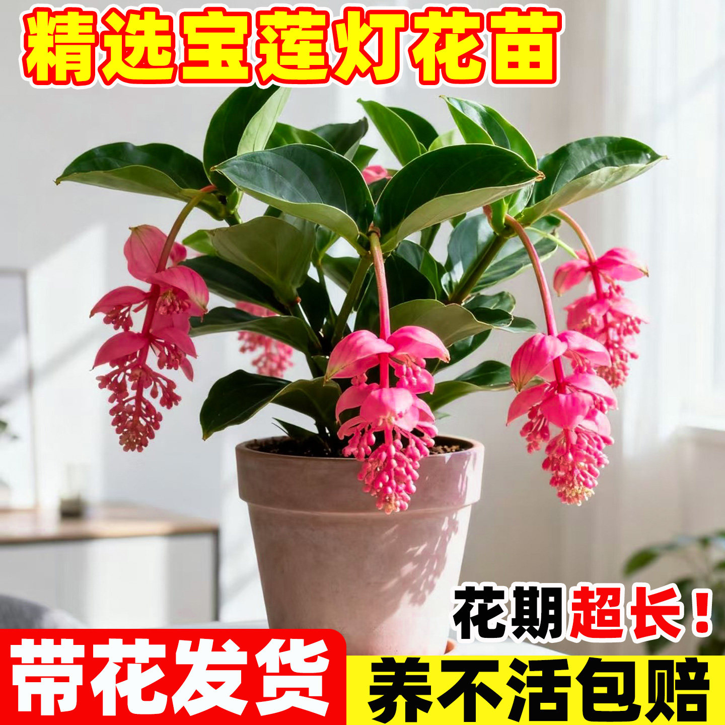 宝莲灯花盆栽带花苞室内客厅高档