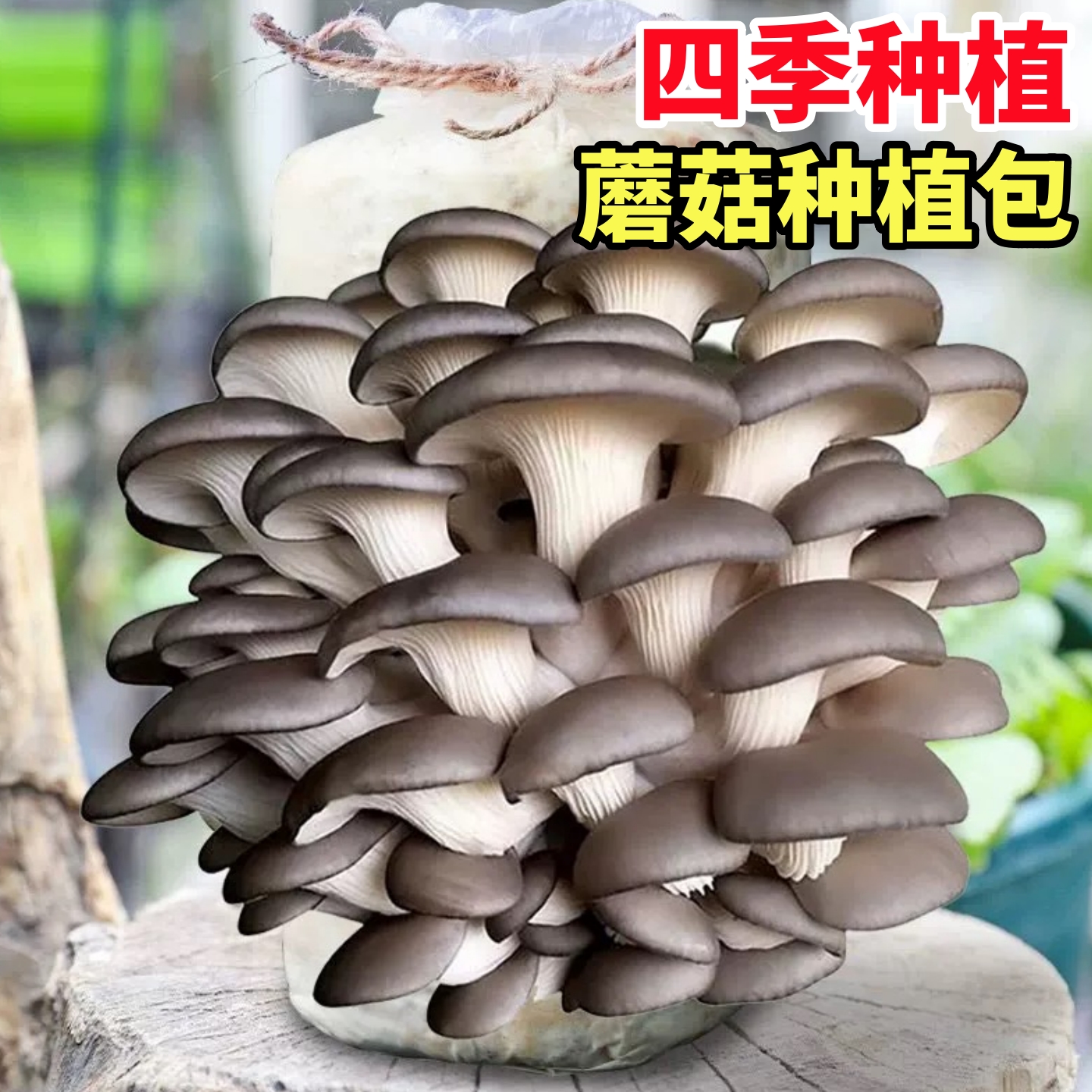 蘑菇种植包新鲜菌种菌菇黑平菇种