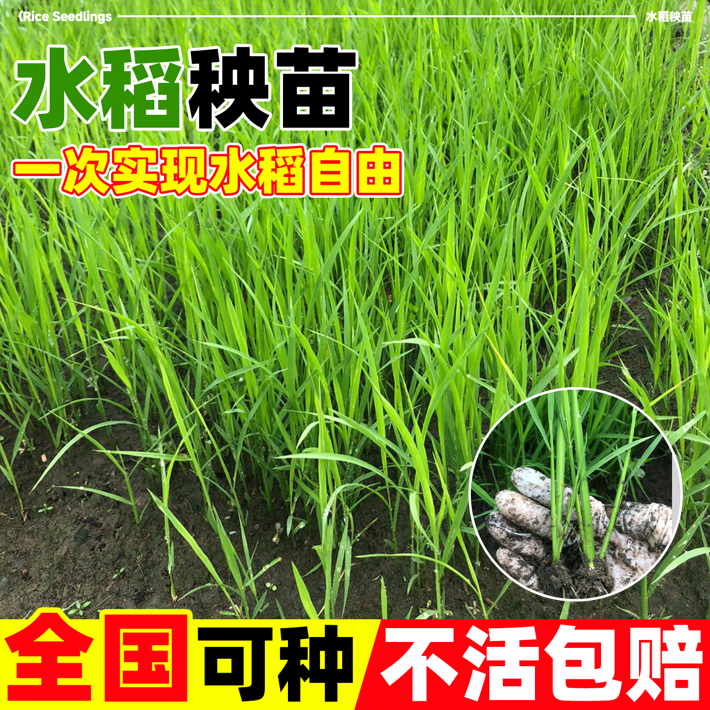 水稻秧苗带土杂交水稻苗适合学校学生插秧体验农家乐农场种植乐趣