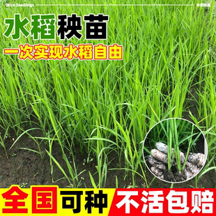 水稻秧苗带土杂交水稻苗适合学校学生插秧体验农家乐农场种植乐趣