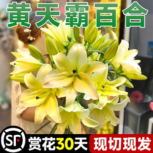 黄天霸香水百合花多头鲜花鲜切黄色云南基地直发家用插瓶水养花卉