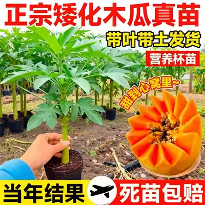 木瓜苗树南方矮化高产雷州冰糖红