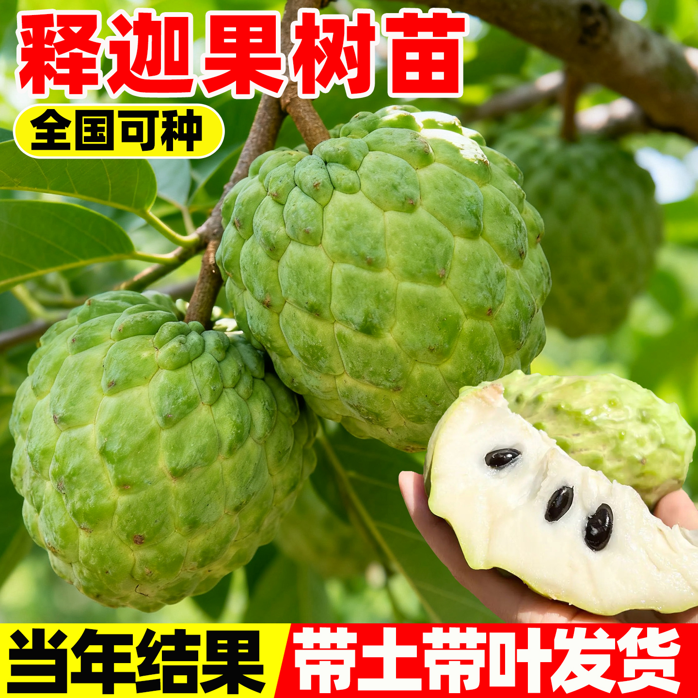 释迦果苗树带果凤梨奶油黄龙嫁接