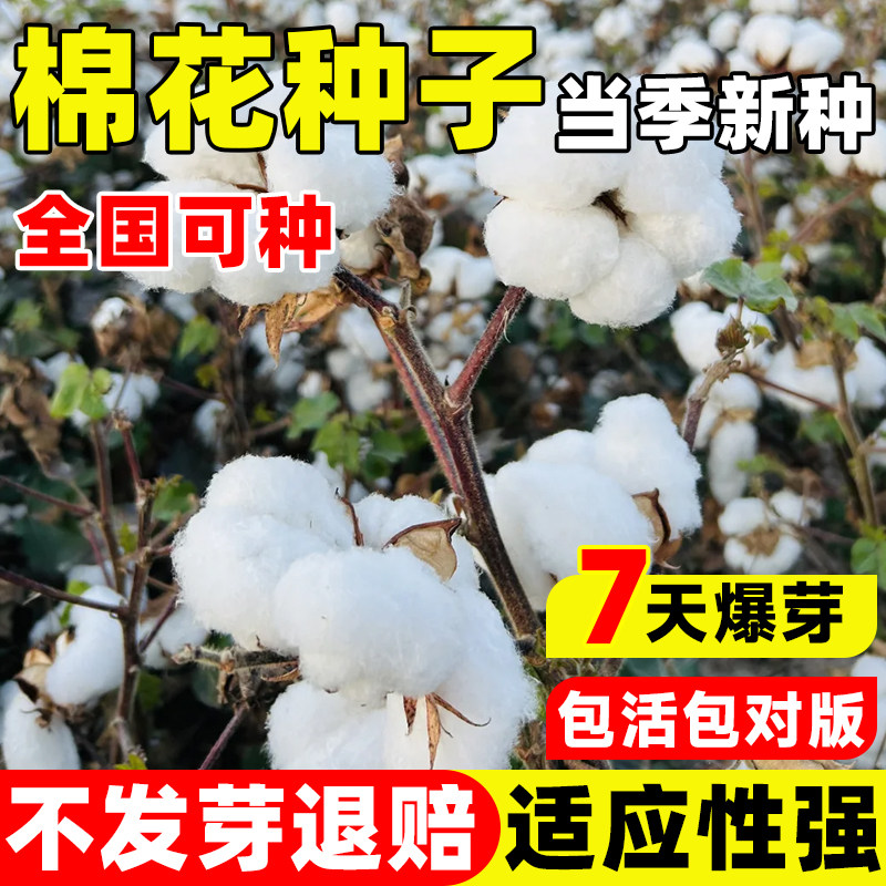 新疆棉花种子种籽春季大田种植农用四季高产易活千斤懒汉棉种子籽