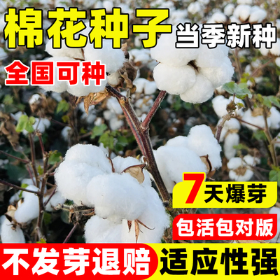 新疆棉花种子种籽春季大田种植