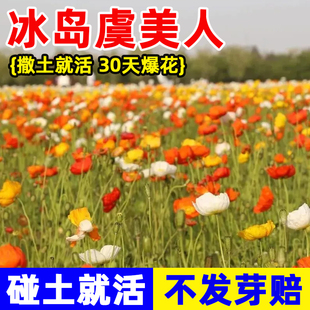 冰岛虞美人花种籽矮花耐寒花种阳台庭院盆栽花四季东方虞美人种子