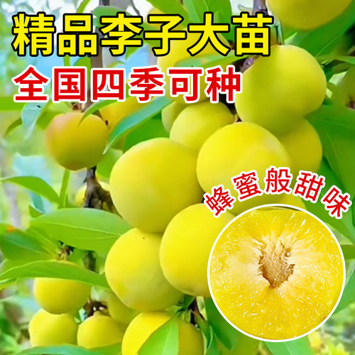 贵州六马正宗蜂糖李子树苗