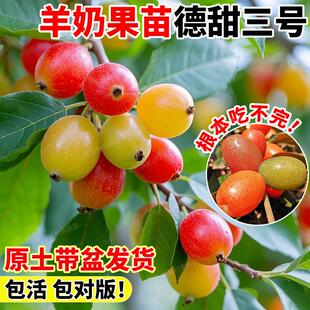 羊奶果苗德甜三号嫁接当年结果特大鲜甜果盆栽果树南北方四季种植