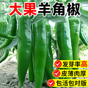 羊角辣椒种子大果高产农家蔬菜羊角椒种籽种孑薄皮辣椒螺丝椒秧苗