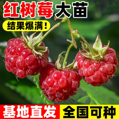 红树莓苗盆栽南北方种植当