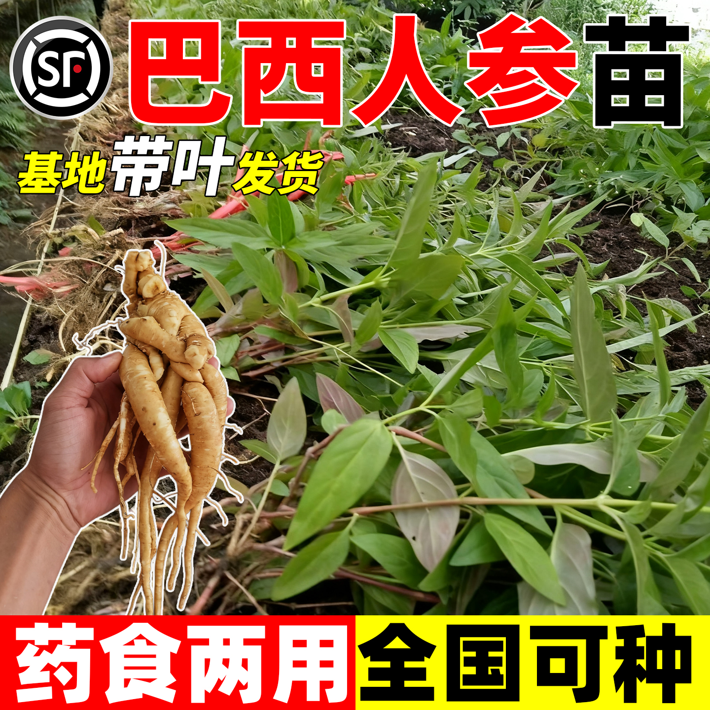 正宗巴西人参树大苗仙草肺宝庭院