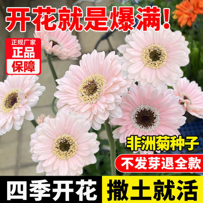 非洲菊种子扶郎花菊花种籽阳台盆
