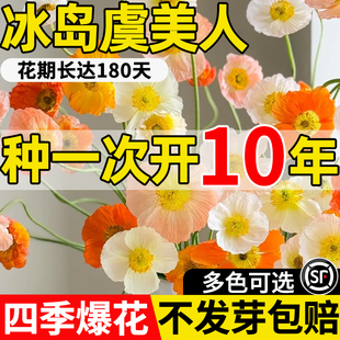 冰岛虞美人花籽格桑花七彩花种籽子多年四季播种开花太阳花卉种子