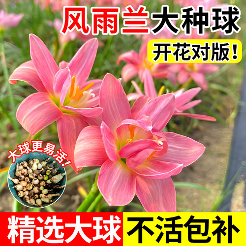 风雨兰种球清香型四季开花重瓣韭
