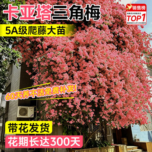 卡亚塔三角梅爬藤带苞大号盆栽
