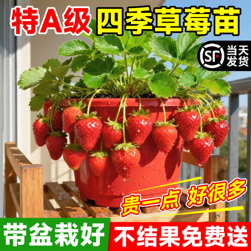 优质奶油草莓苗盆栽秧果树果苗四