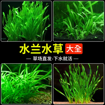 水兰水草植物鱼缸大小细叶扭兰古
