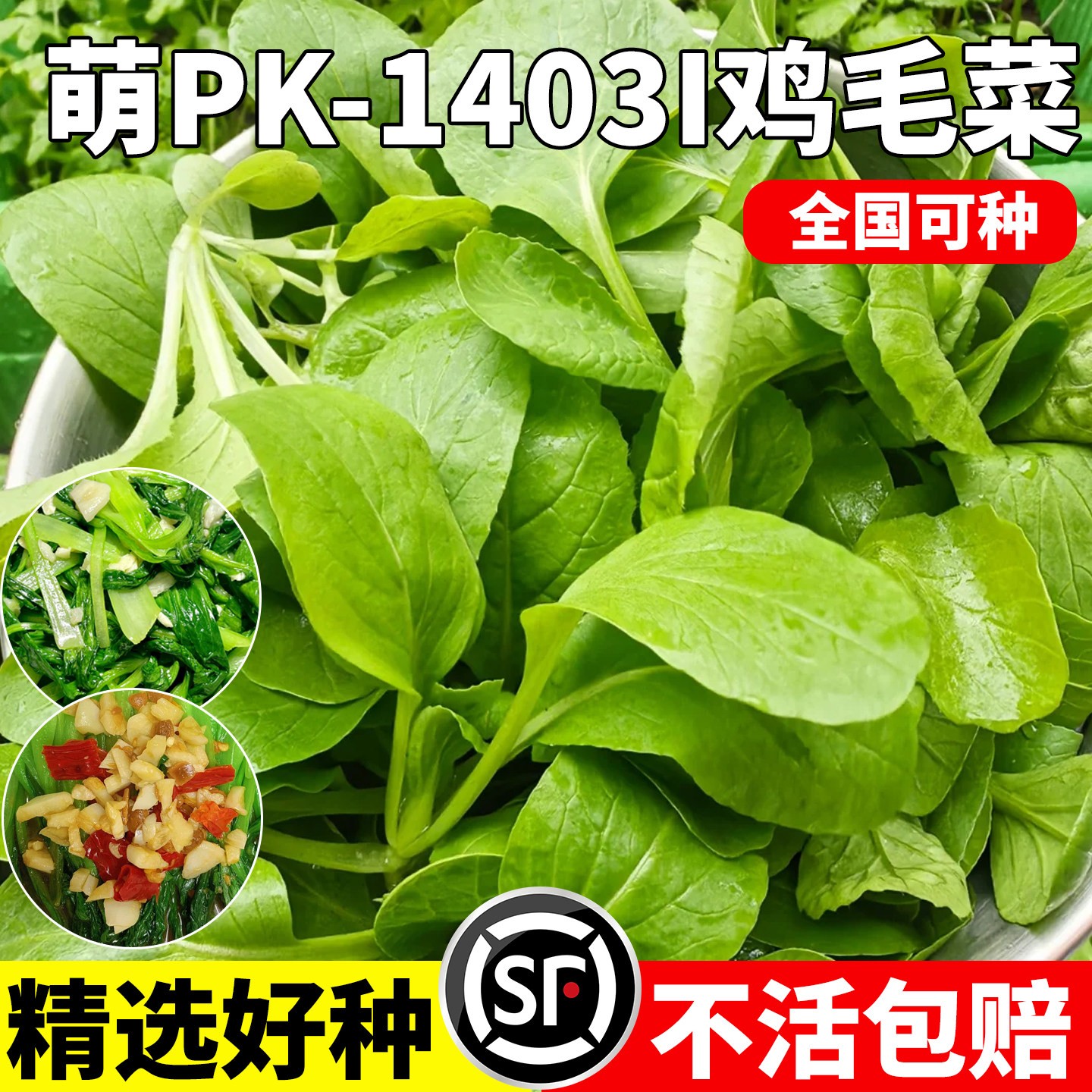 萌PK-14031鸡毛菜种子青梗菜小白菜油菜青菜种籽耐寒抗病蔬菜种孑 - 实物图