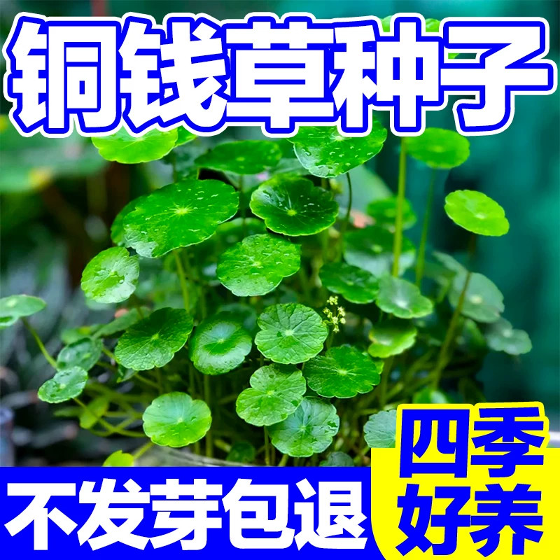 铜钱草种子大叶子水培植物水养种籽花卉盆栽四季播种室内常绿种孑