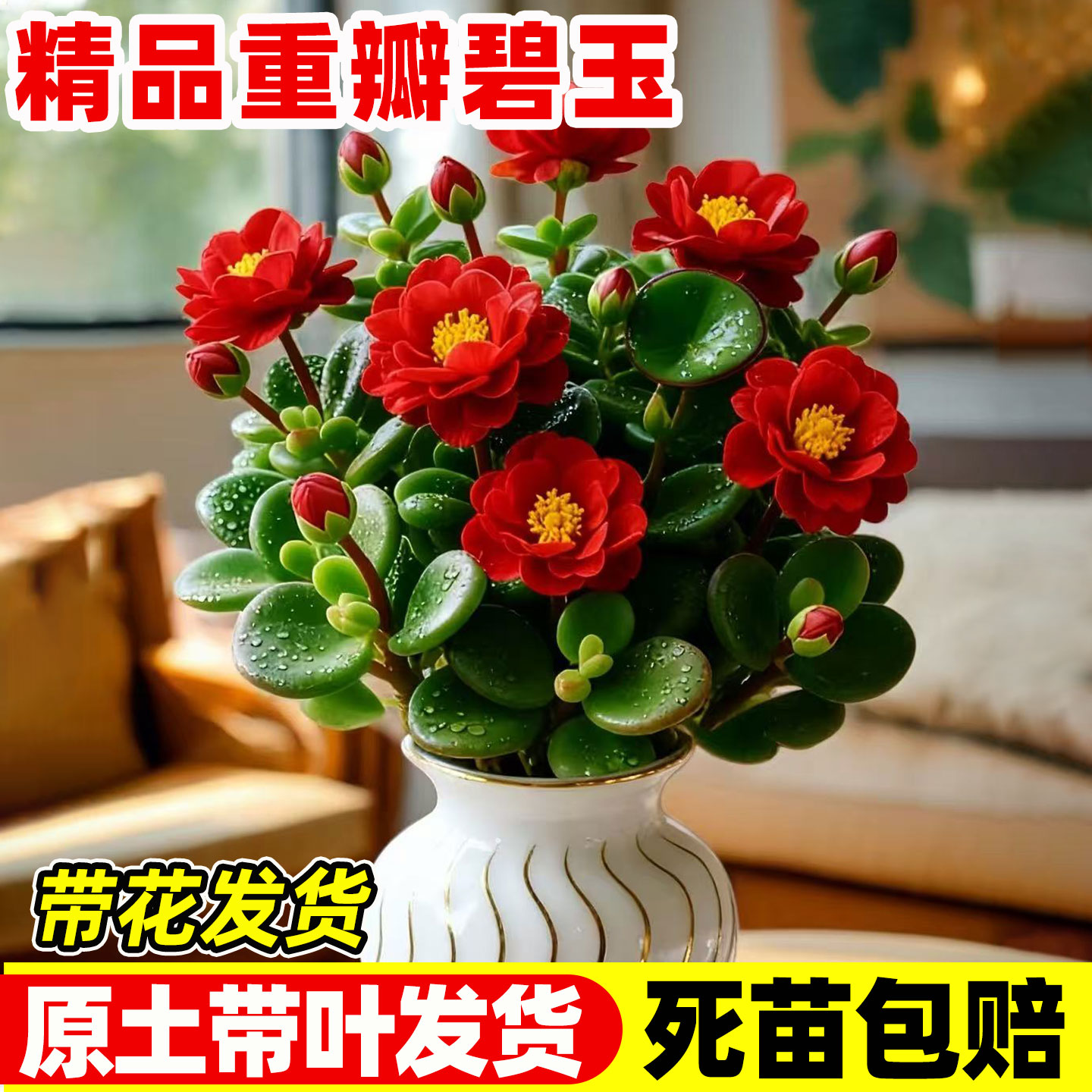 新品重瓣碧玉盆栽花卉绿植四季常青浓香型室内外阳台净化空气植物