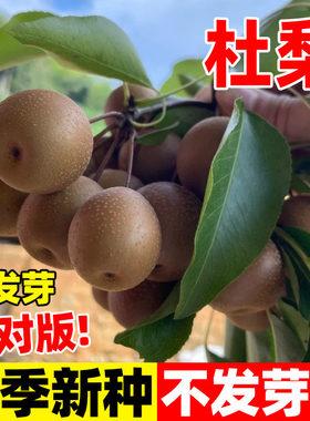 杜梨种子林木种子四季播种棠梨种子海棠梨野生酸梨子南方梨树种子