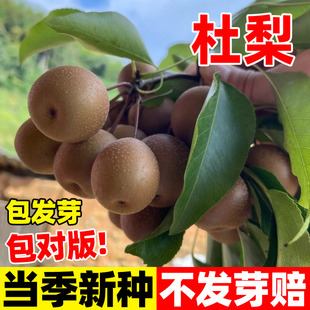 杜梨种子林木种子四季播种棠梨种子海棠梨野生酸梨子南方梨树种子