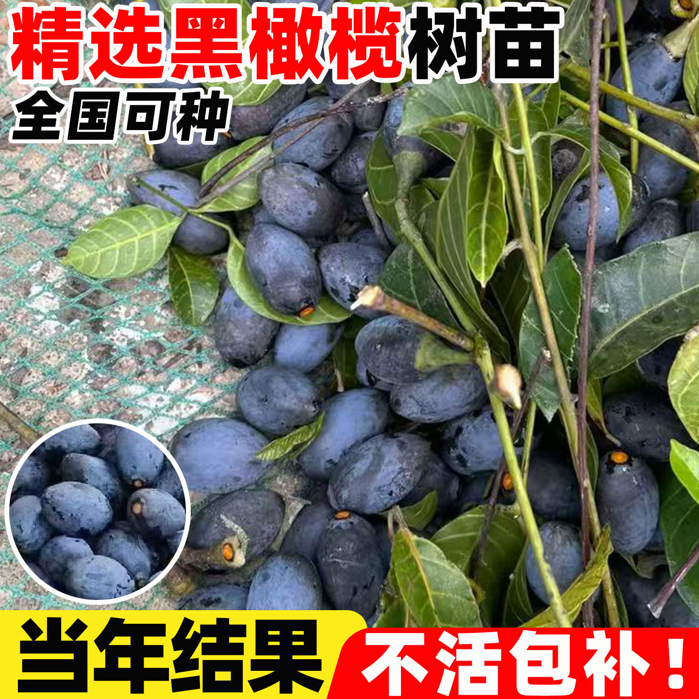 橄榄果树苗甜橄榄苗三捻橄榄树盆栽黑橄榄正宗潮汕青橄甜橄榄大苗