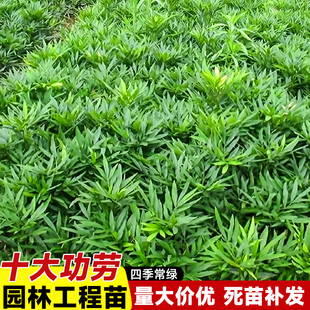 狭叶十大功劳树苗土黄连四季常青绿化苗木清热中药材耐寒观叶植物