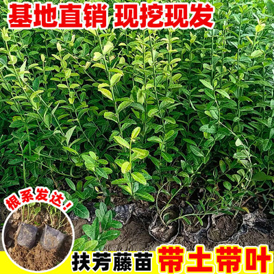 小叶扶芳藤爬藤植物四季常青多