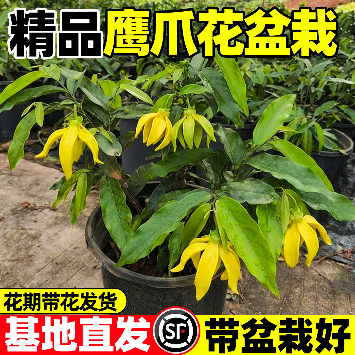 鹰爪花苗盆栽浓香四季开花庭院地