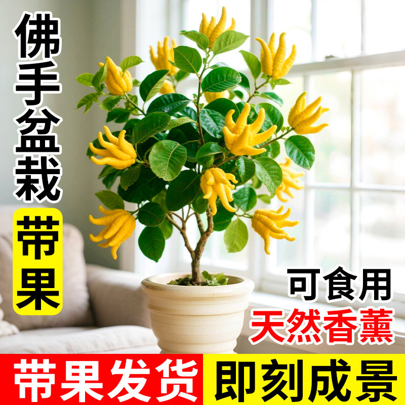 佛手盆栽带果可食用植物盆栽金华