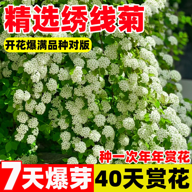 黄金喷泉绣线菊重瓣金叶小手球溲图片